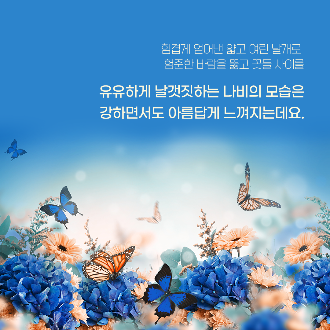 힘겹게 얻어낸 얇고 여린 날개로 험준한 바람을 뚫고 꽃들 사이를 유유하게 날갯짓하는 나비의 모습은 강하면서도 아름답게 느껴지는데요.